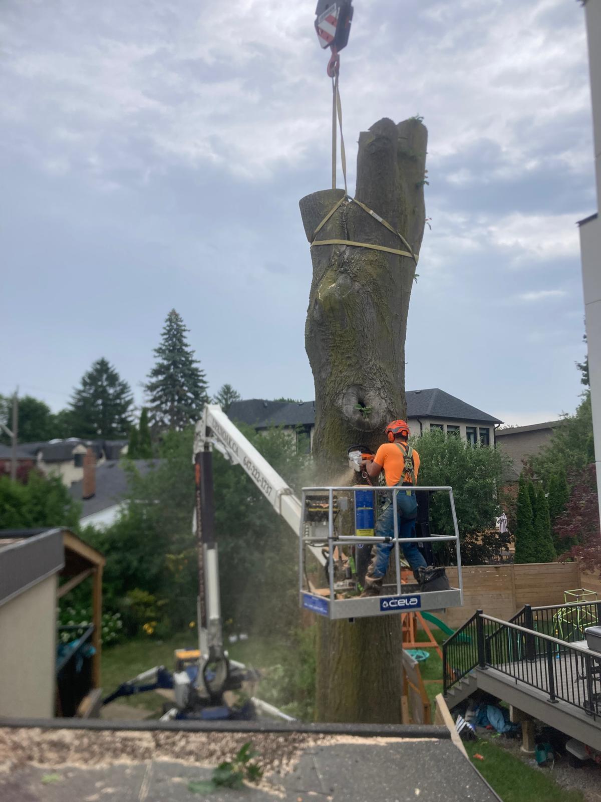 Crane lifting a rigged trunk section during a tree removal in Durham Region