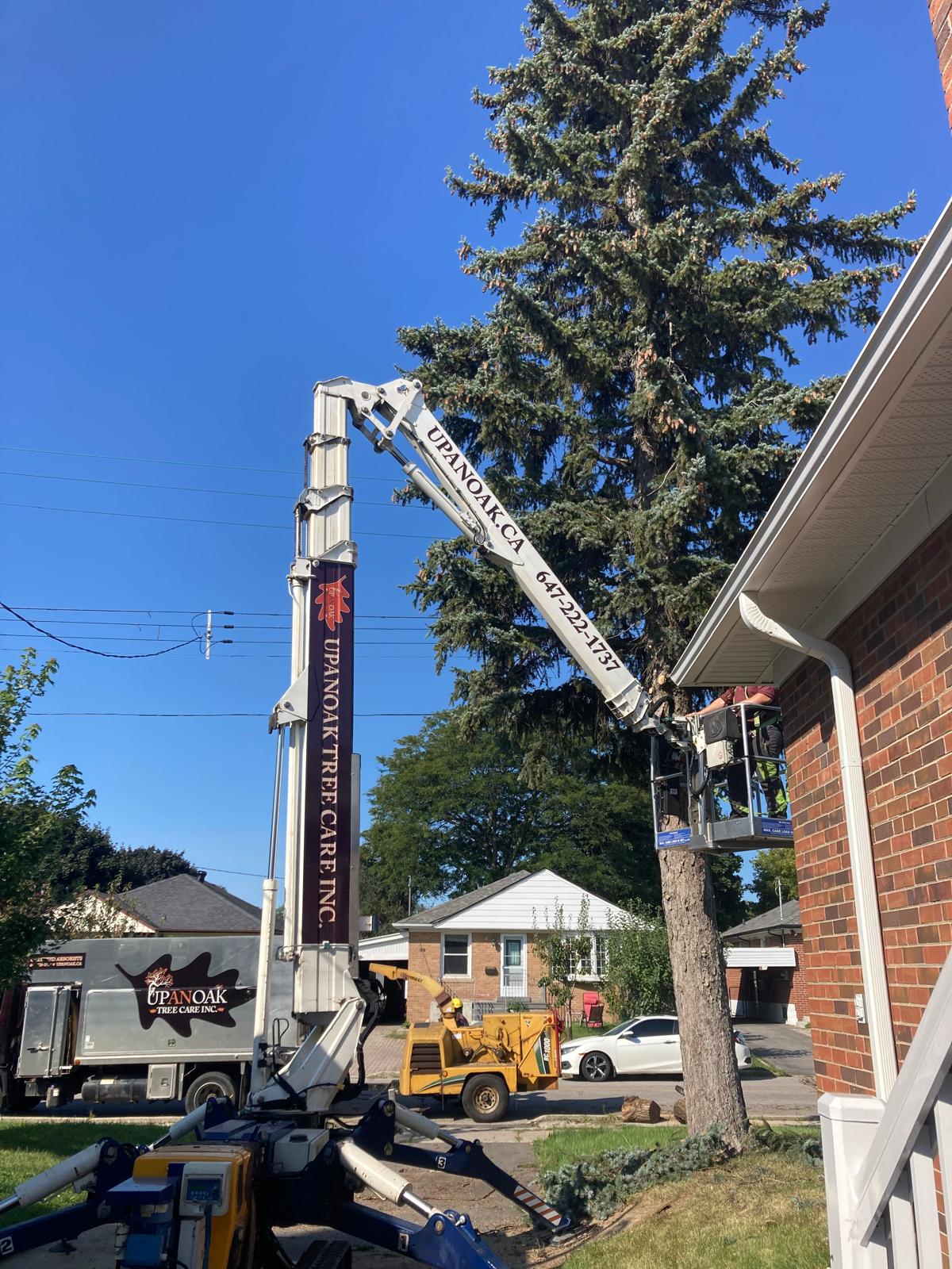 Certified arborist working from a tracked spider lift beside a spruce in Ajax